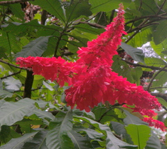 Warszewiczia coccinea