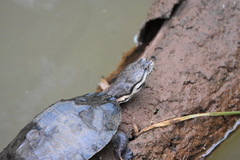 Phrynops williamsi