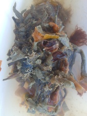 Jellyella tuberculata