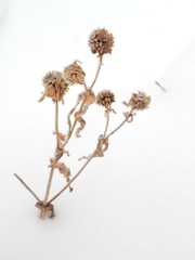 Tephroseris palustris