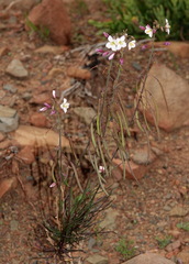 Heliophila carnosa