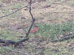 Cardinalis cardinalis