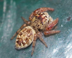 Macaroeris nidicolens