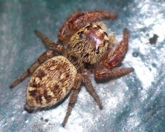 Macaroeris nidicolens