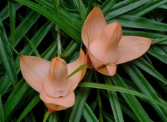 Freycinetia cumingiana