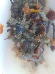 Jellyella tuberculata