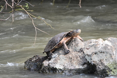 Phrynops geoffroanus