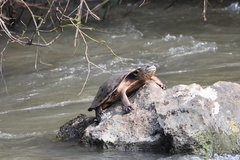 Phrynops geoffroanus