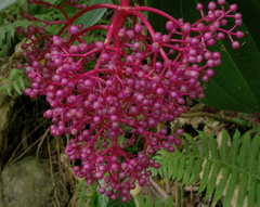 Medinilla cummingii