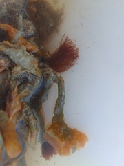 Jellyella tuberculata