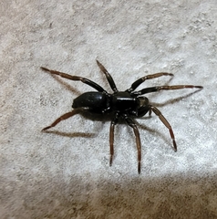 Trachyzelotes pedestris