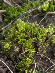 Bryum dichotomum