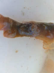 Jellyella tuberculata