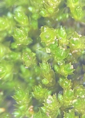 Bryum dichotomum