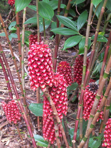 Tapeinochilos observed 2007-01-31