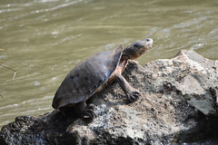 Phrynops geoffroanus