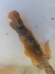 Jellyella tuberculata