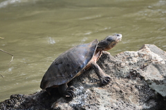 Phrynops geoffroanus