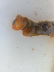 Jellyella tuberculata