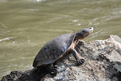 Phrynops geoffroanus