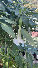 Brugmansia arborea
