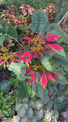 Euphorbia pulcherrima