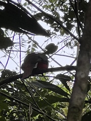Trogon personatus