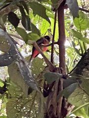 Trogon personatus