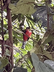 Trogon personatus