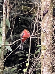 Trogon personatus