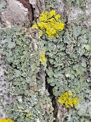 Xanthomendoza