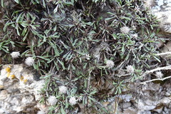 Globularia repens