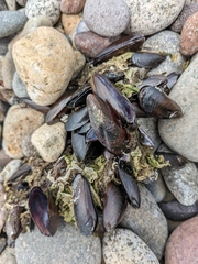 Semimytilus patagonicus