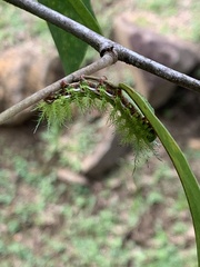 Automeris zugana