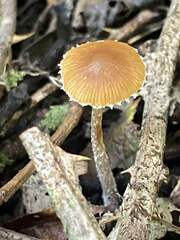 Cystoderma amianthinum