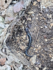 Plethodon albagula
