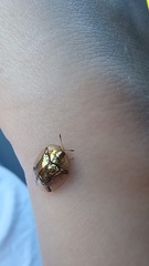 Aspidimorpha quadriremis