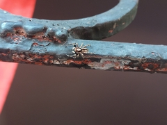 Menemerus bivittatus