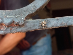 Menemerus bivittatus