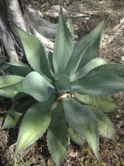 Agave seemanniana