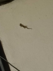 Hemidactylus mabouia