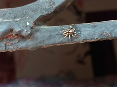 Menemerus bivittatus