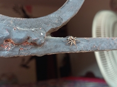 Menemerus bivittatus