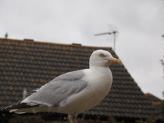 Larus argentatus