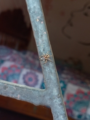 Menemerus bivittatus