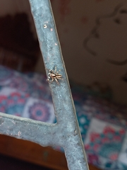 Menemerus bivittatus