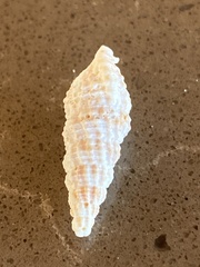 Lampanella minima