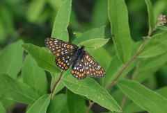 Euphydryas maturna