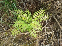 Polemonium caeruleum