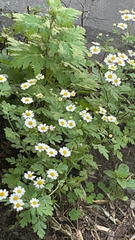 Tanacetum parthenium image